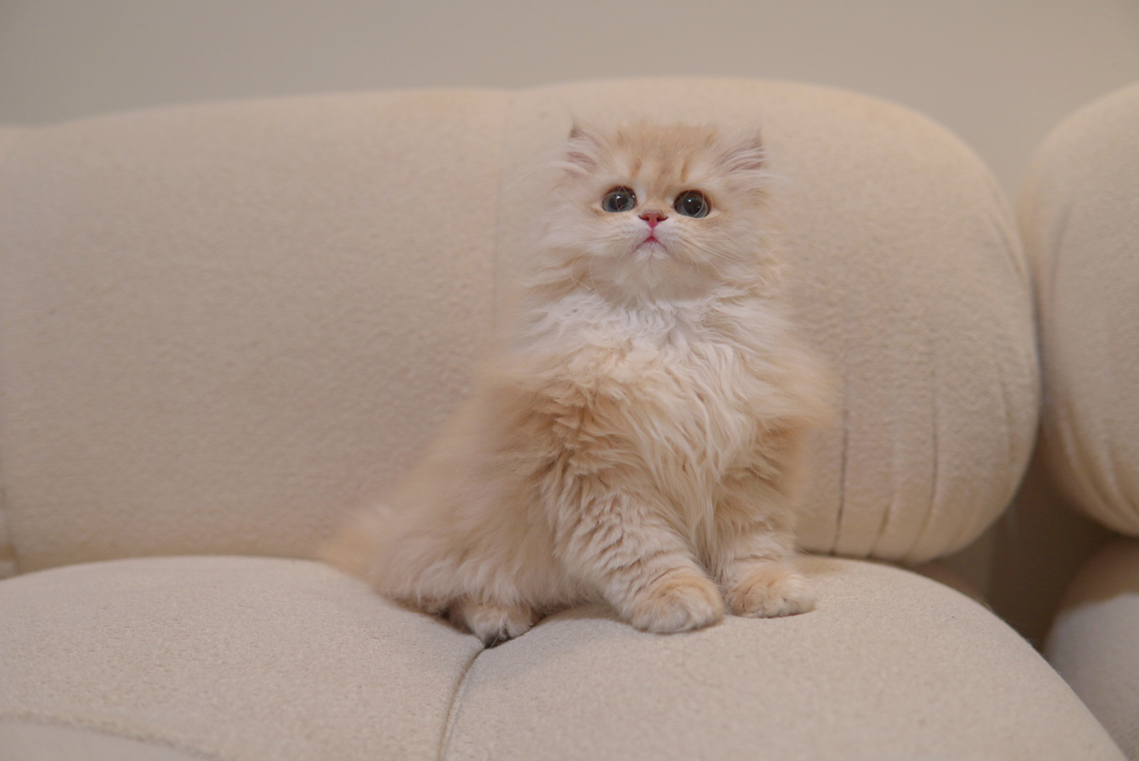 Family meeting new kitten