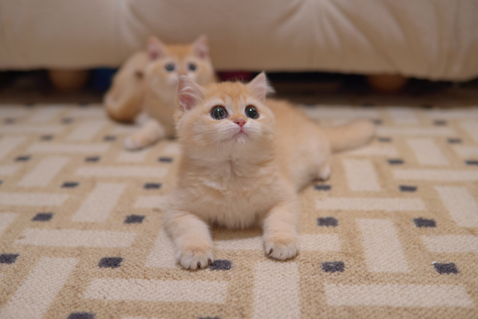 Kitten being petted