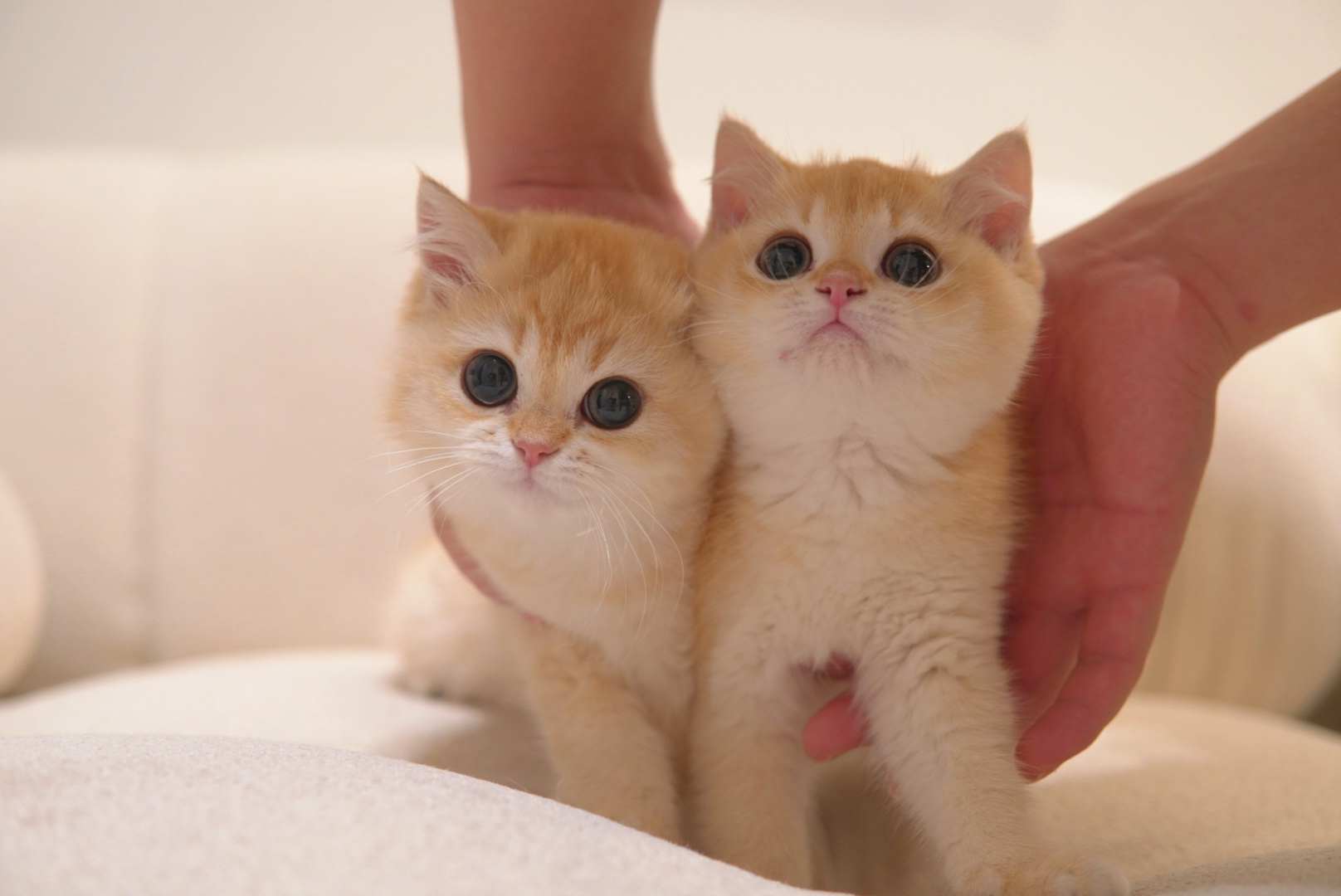 British Shorthair portrait