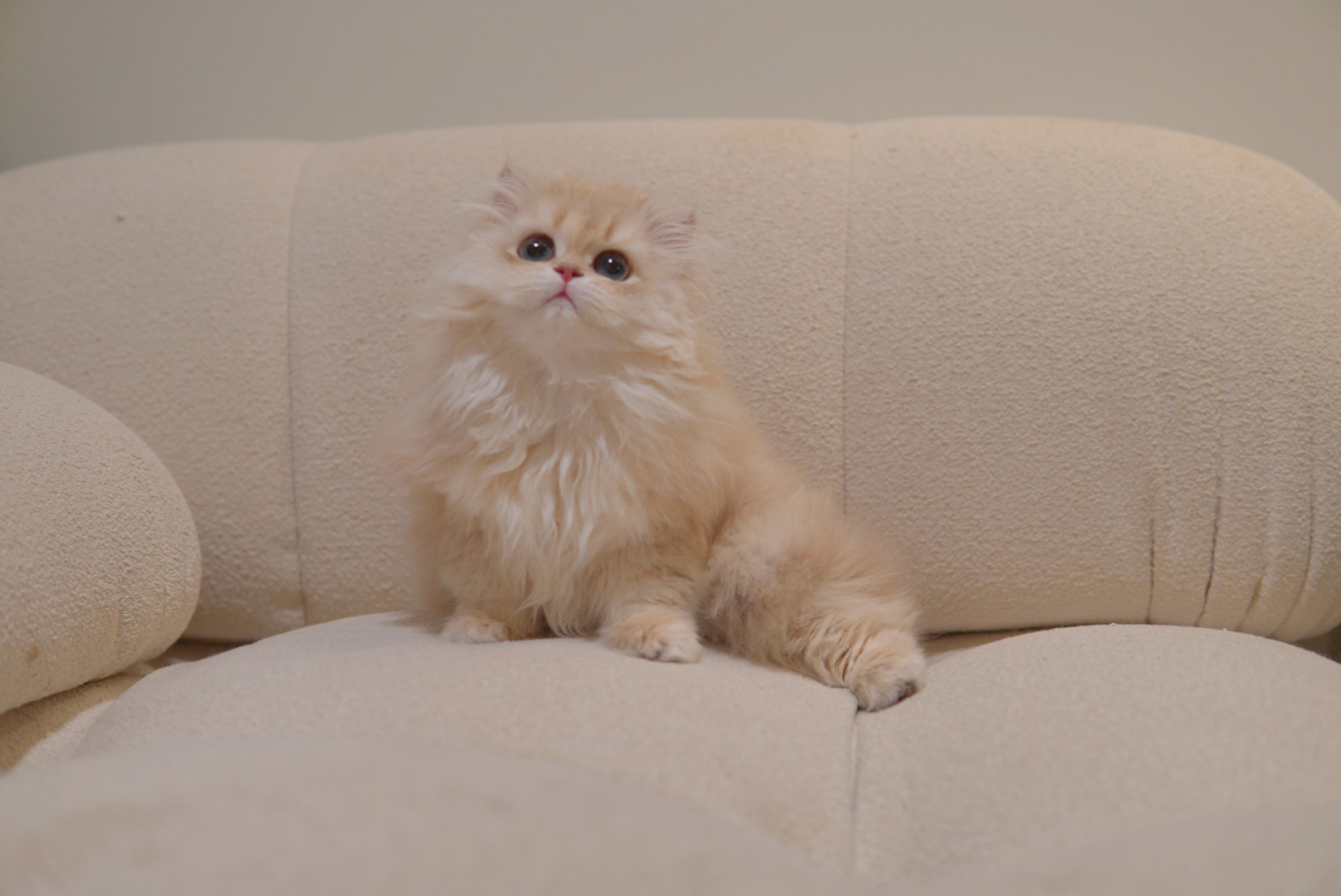 Ragdoll close-up
