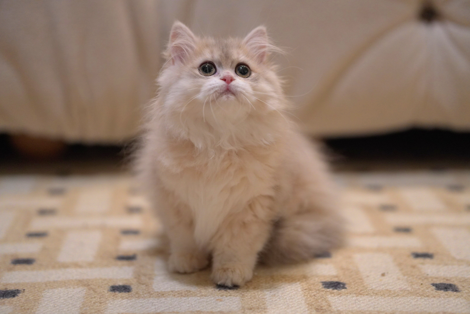 Persian kitten portrait