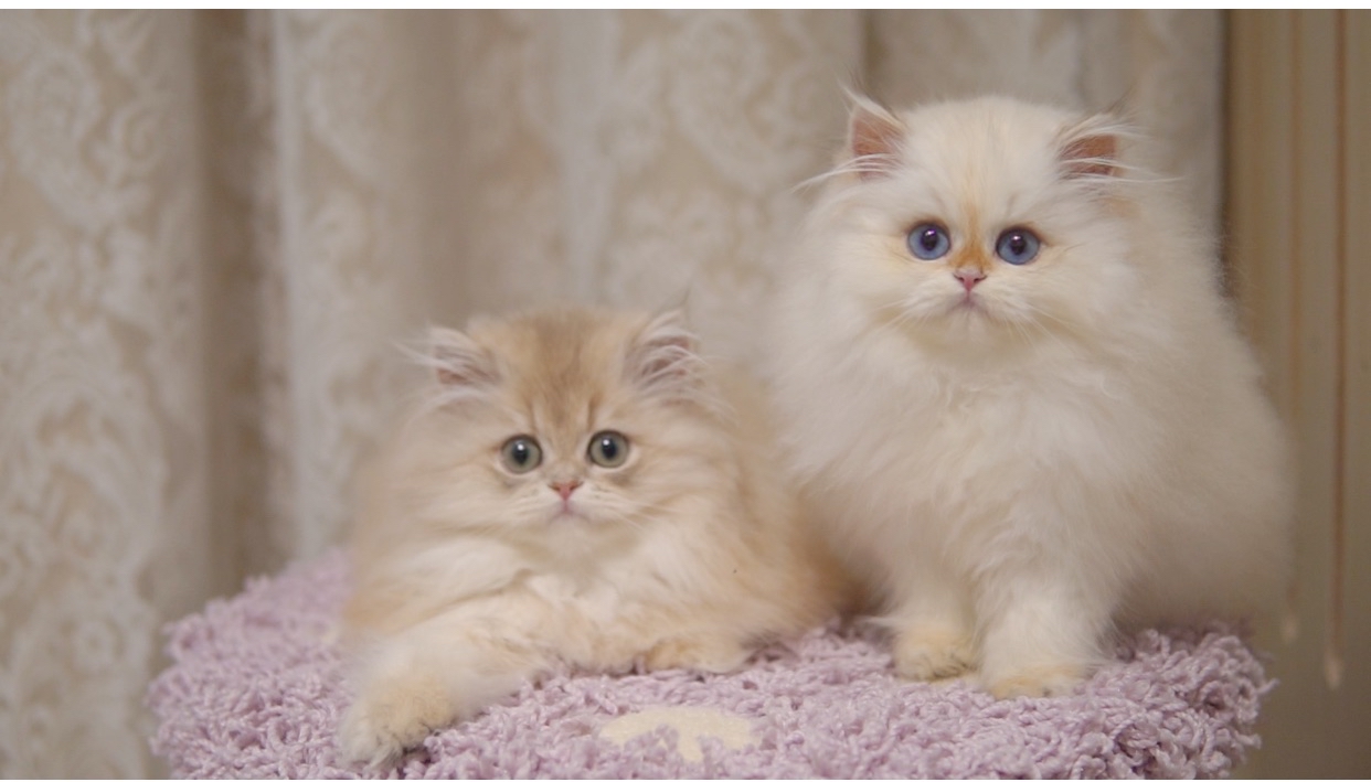 Kittens chasing feather toy