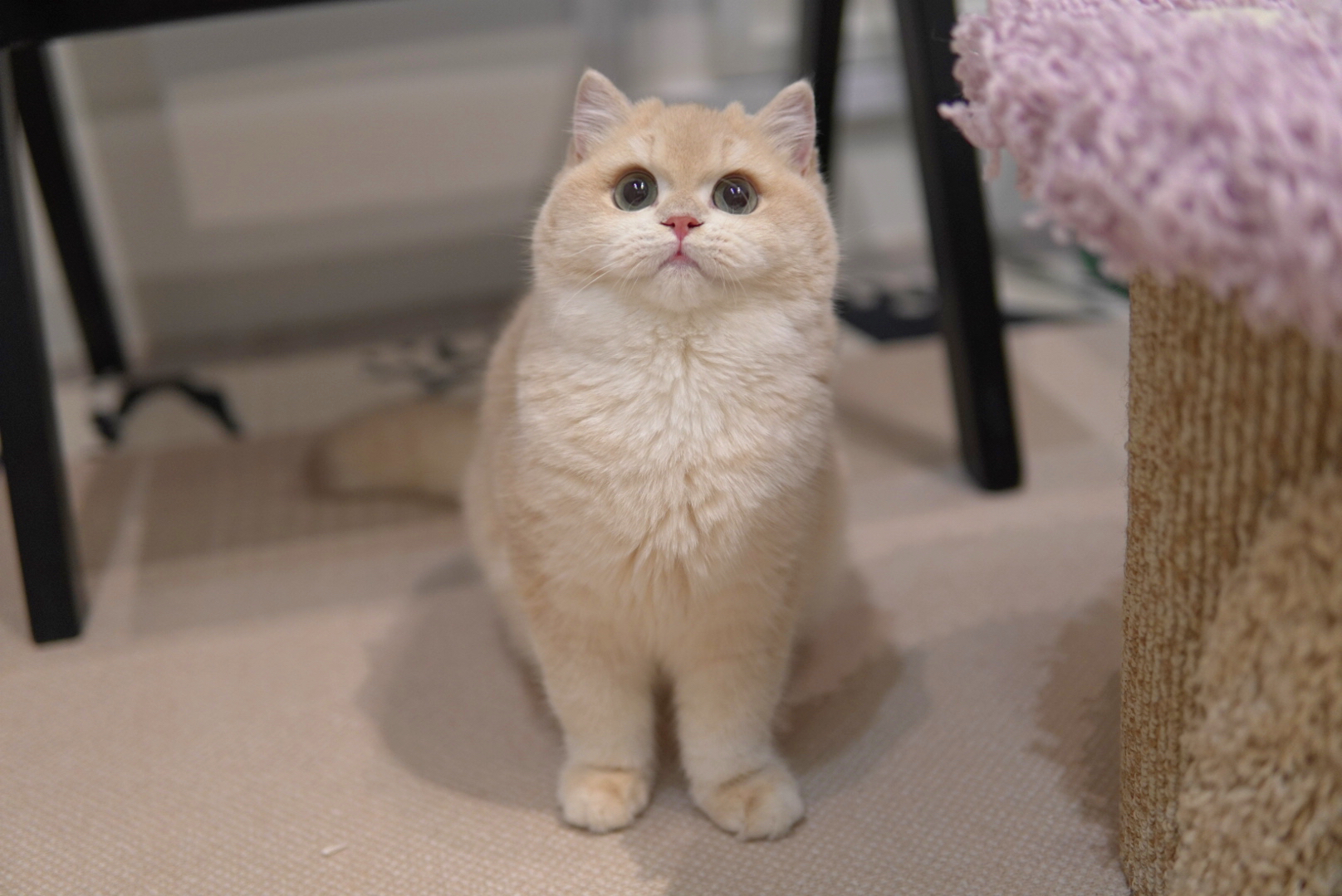 Kitten with yarn ball