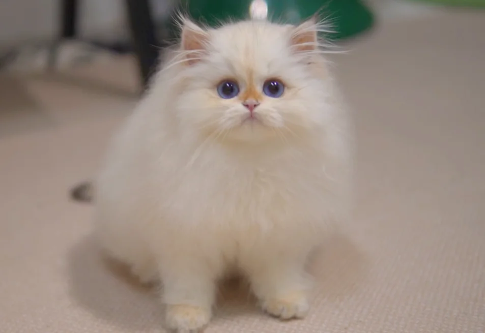 Amaretto, a British Longhair kitten. Chocolate Golden color, Female. Sweet Treat, Affectionate