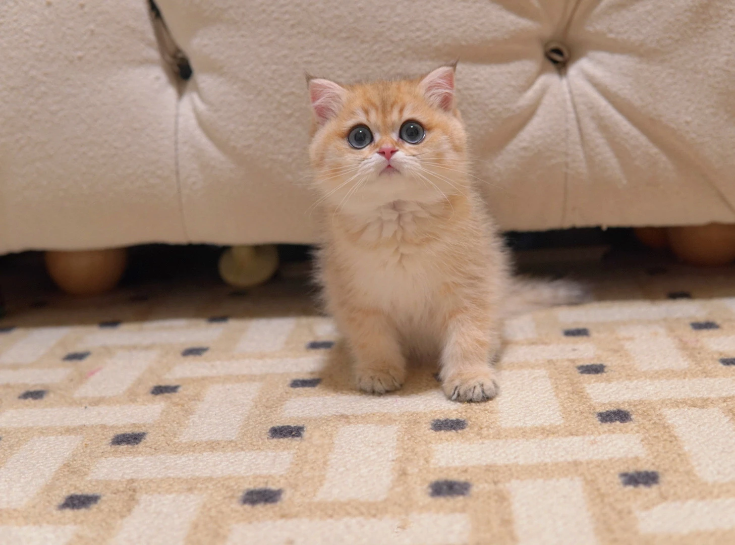 Amber, a British Shorthair kitten. Golden Shaded color, Female. Warm Heart, Gentle