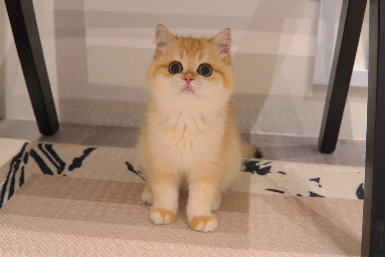 Bingbing, a British Shorthair kitten. Silver Shaded color, Female. Elegant, Intelligent