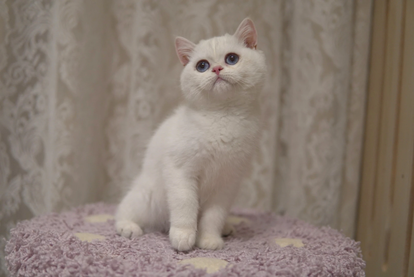 Bluebell, a Ragdoll kitten. Blue Point color, Female. Gentle Giant, Relaxed