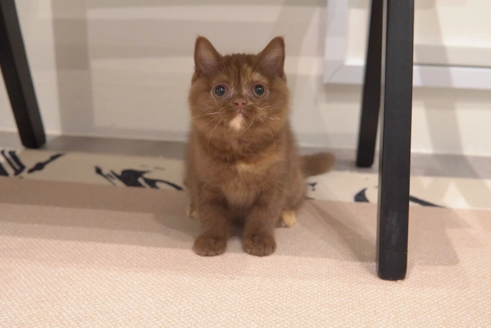 Bonnie, a British Shorthair Mix kitten. Golden color, Female. Sweet Heart, Playful