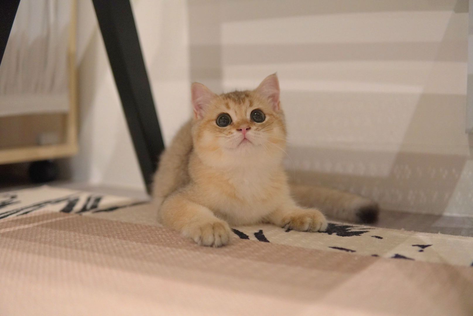 Breeze - British Shorthair