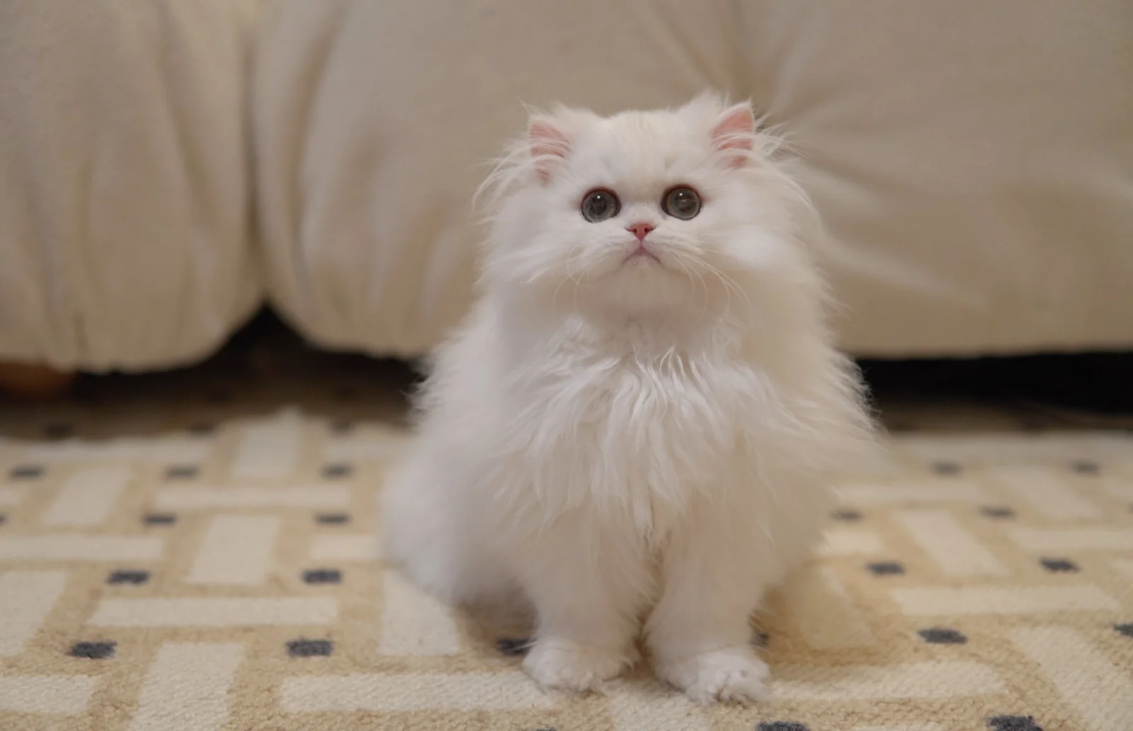 Catheese, a British Longhair kitten. Cream Golden color, Female. Fluffy Delight, Charming