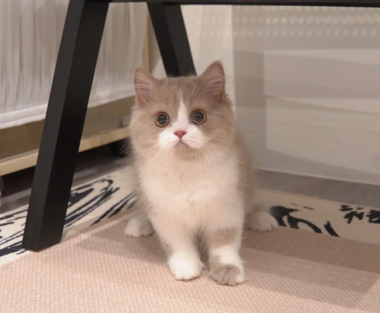 Clyde, a British Longhair kitten. Golden Shaded color, Male. Adventurous, Loyal