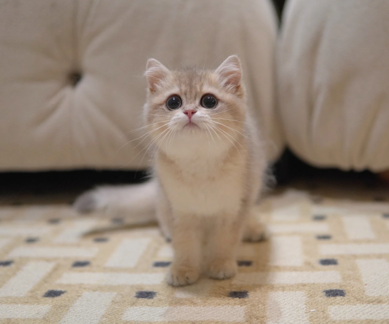 Dolce - British Shorthair
