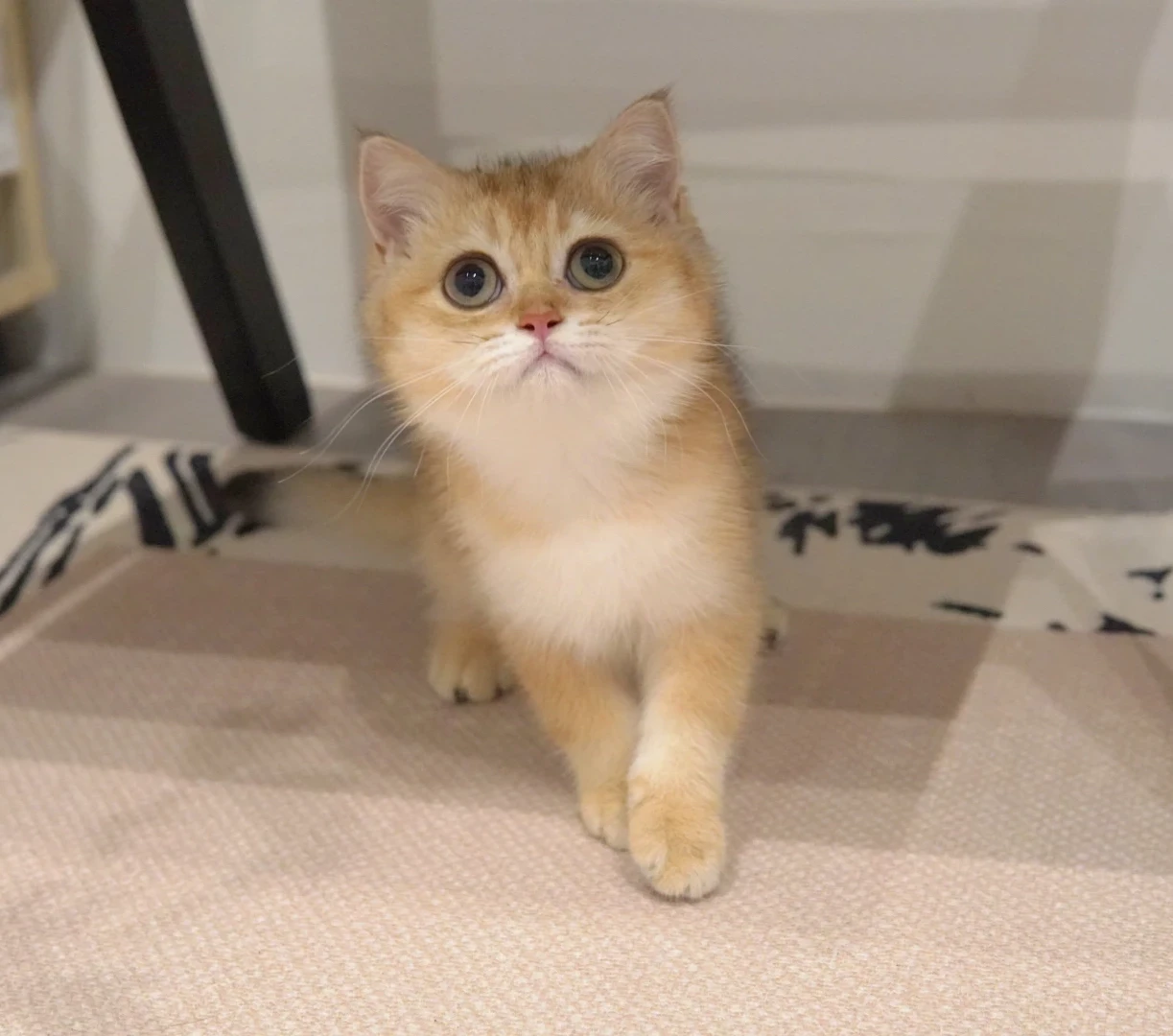 Dona, a British Shorthair kitten. Golden Shaded color, Female. Sweet Lady, Loyal Friend