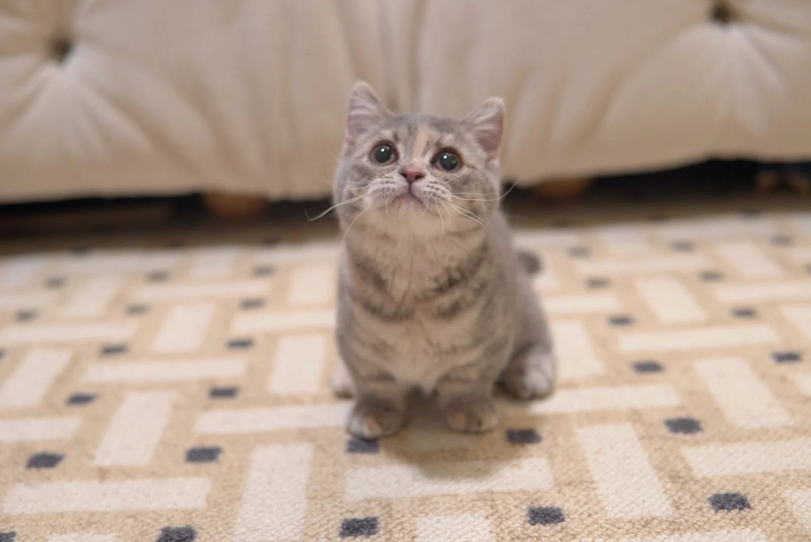 Doodle, a Munchkin kitten. Golden Tabby color, Male. Short Legs Big Heart, Playful
