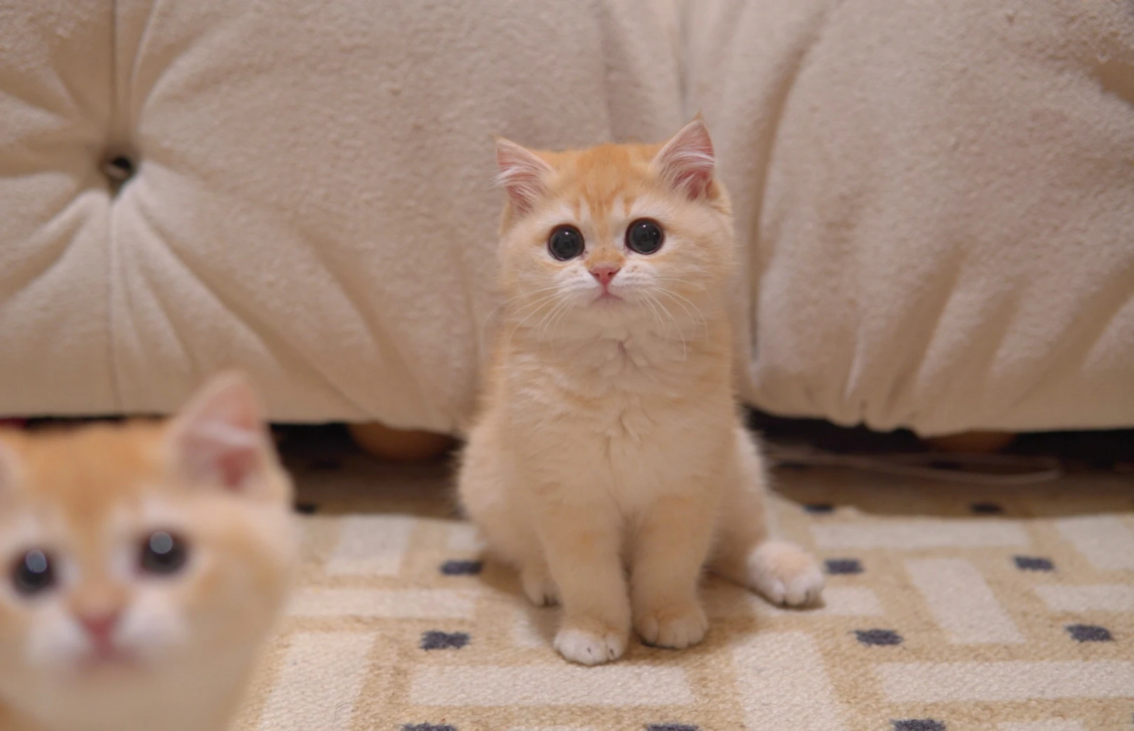 Goldie, a British Shorthair kitten. Golden Shaded color, Female. Golden Heart, Friendly
