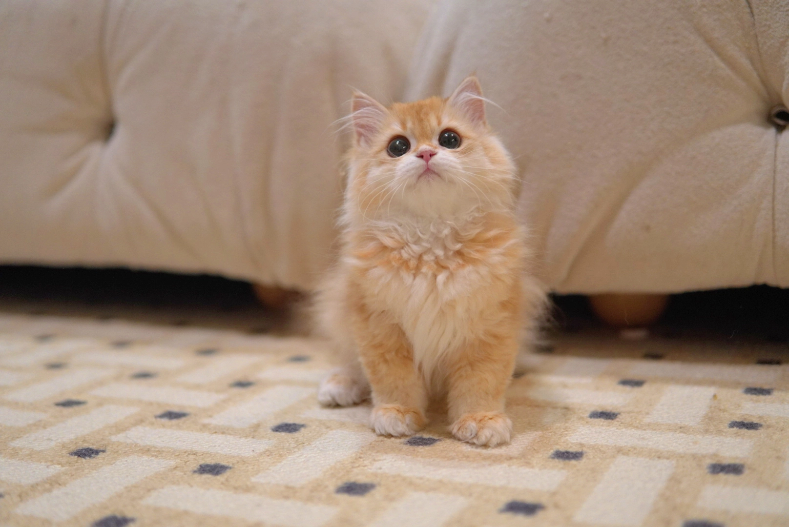 Marron - British Longhair