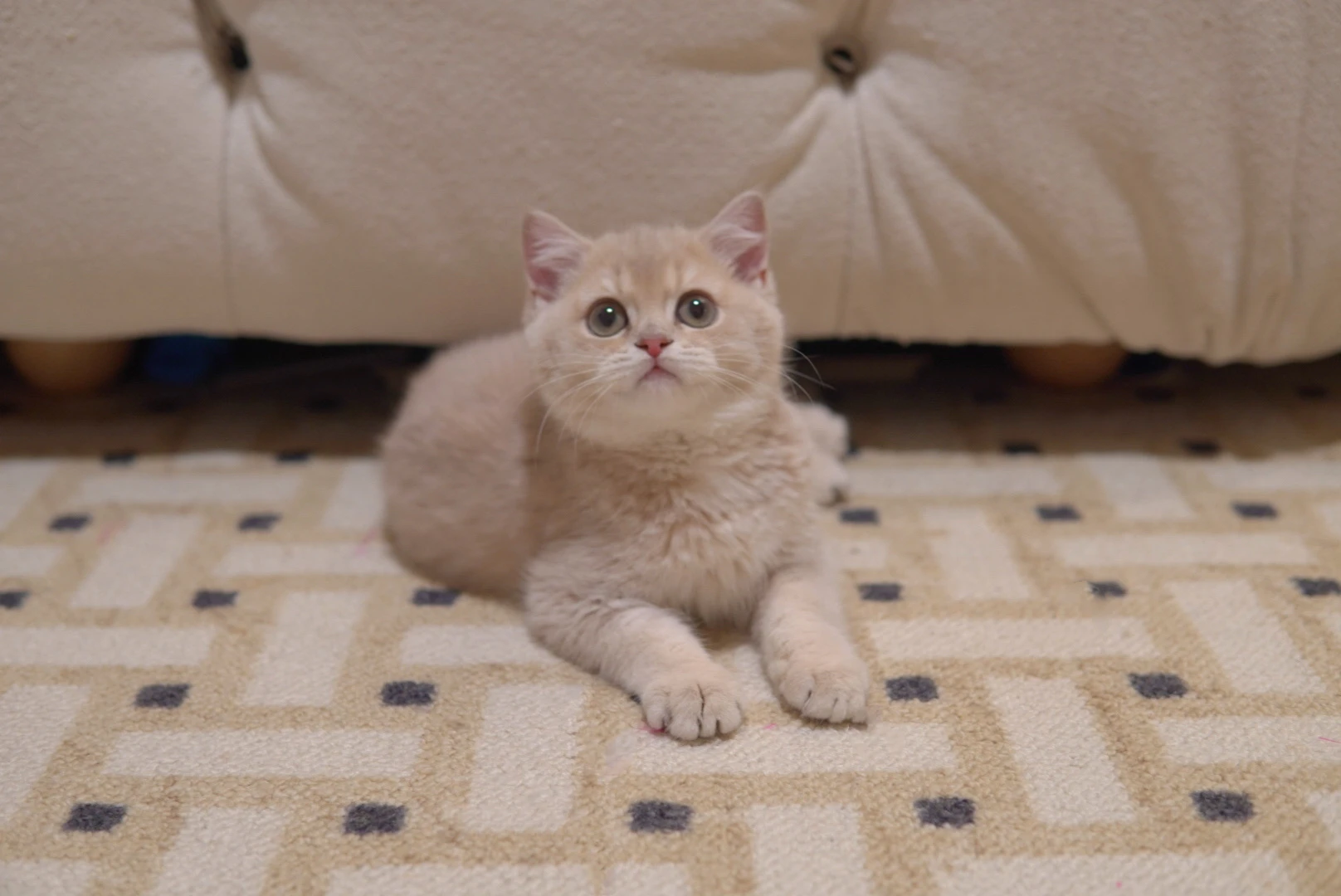 Mauve, a British Shorthair kitten. Lilac Golden color, Female. Unique Beauty, Calm