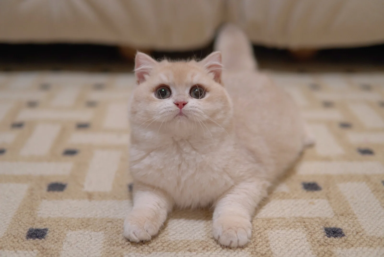 Molly, a British Shorthair kitten. Golden Chinchilla color, Female. Friendly Girl, Social