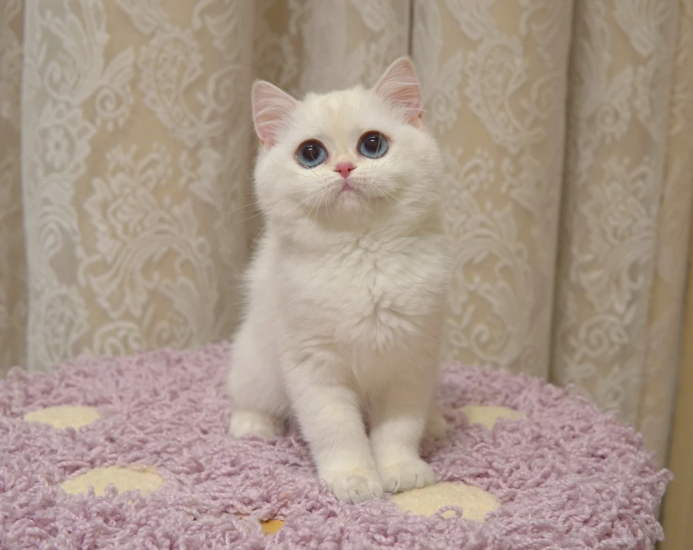 Nova, a British Shorthair kitten. Golden Chinchilla color, Female. Star Quality, Bright Personality