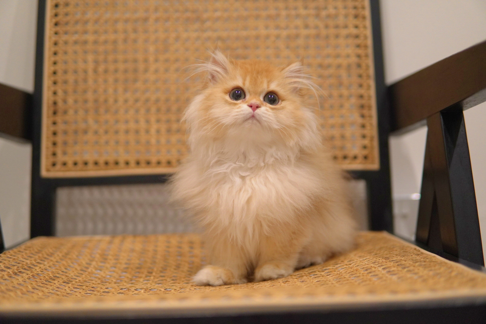 Peach, a British Longhair kitten. Chocolate Golden color, Male. Fluffy Boy, Playful Spirit