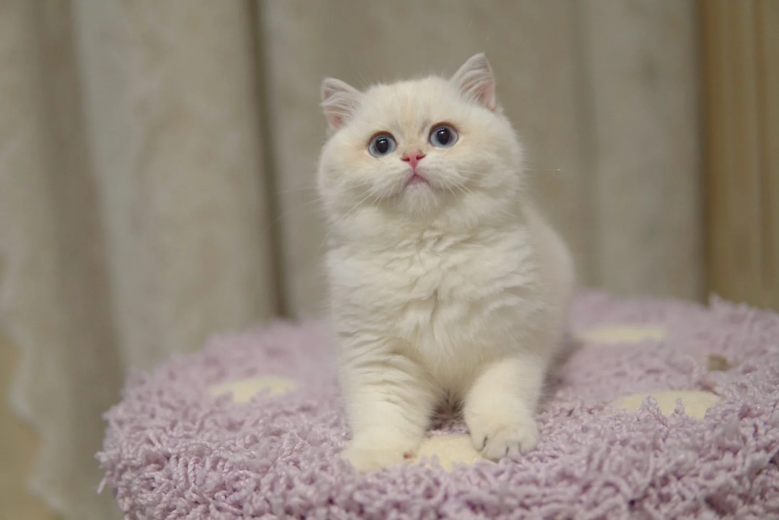 Pearl, a British Longhair kitten. Silver Shaded color, Female. Precious Beauty, Graceful