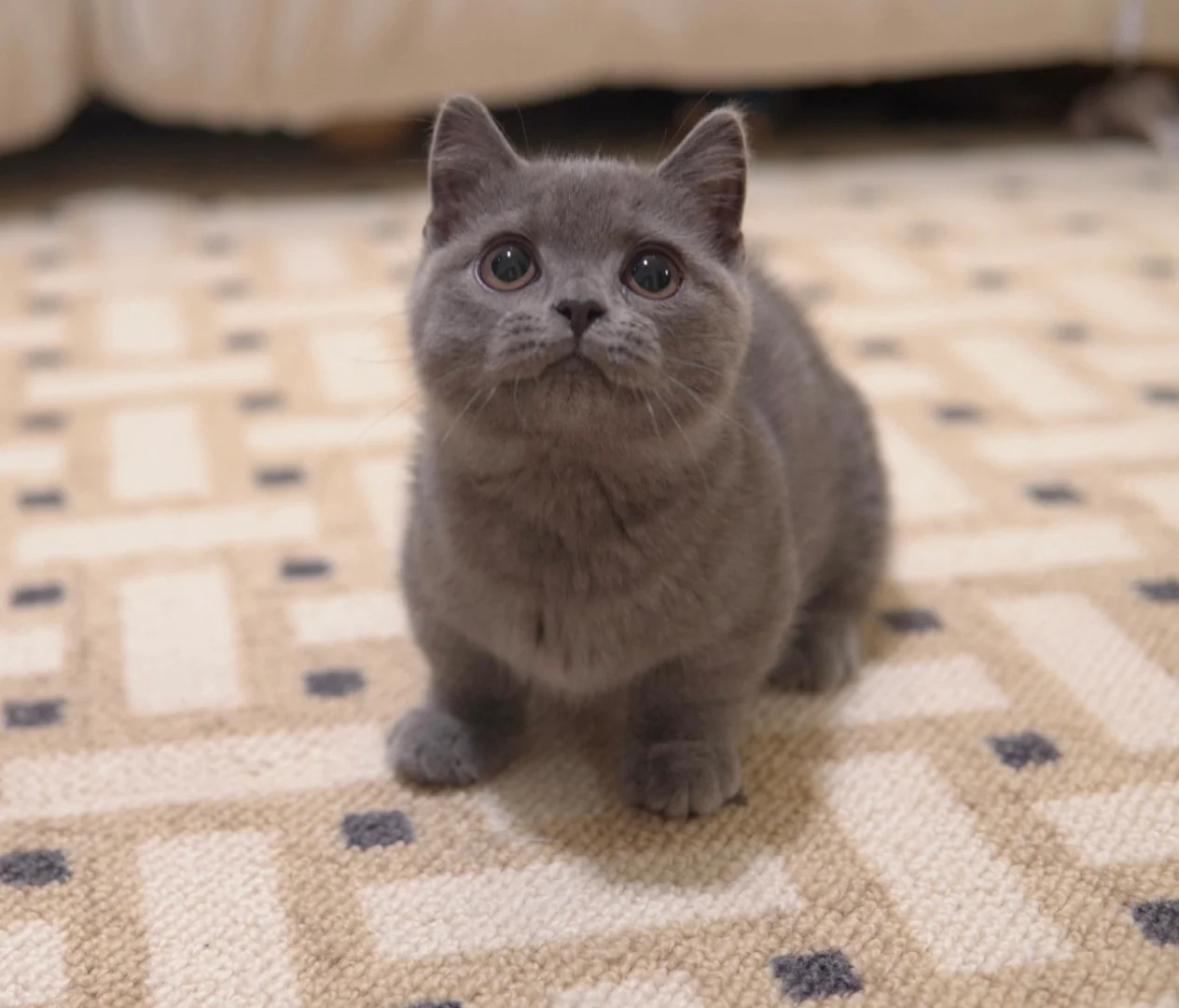 Pebble, a Munchkin kitten. Silver Shaded color, Female. Tiny Wonder, Curious
