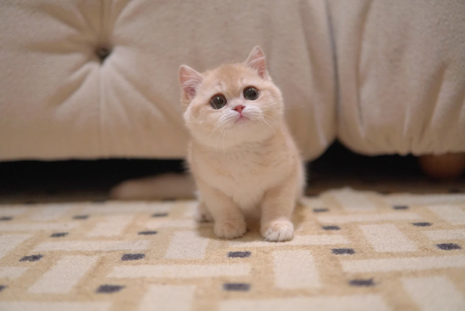 Pebble, a British Shorthair kitten. Lilac Golden CY12 color, Female. Rare Beauty, Calm Nature