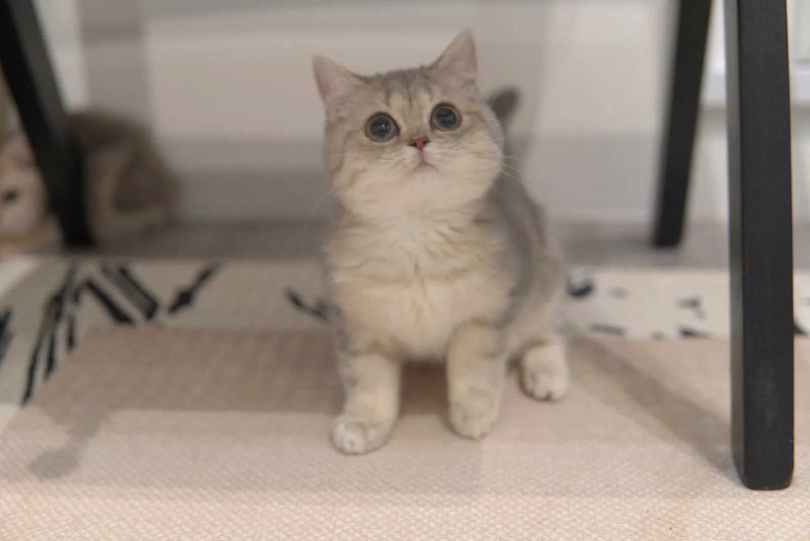 Sapphire, a British Shorthair kitten. Blue Golden color, Female. Precious Gem, Elegant