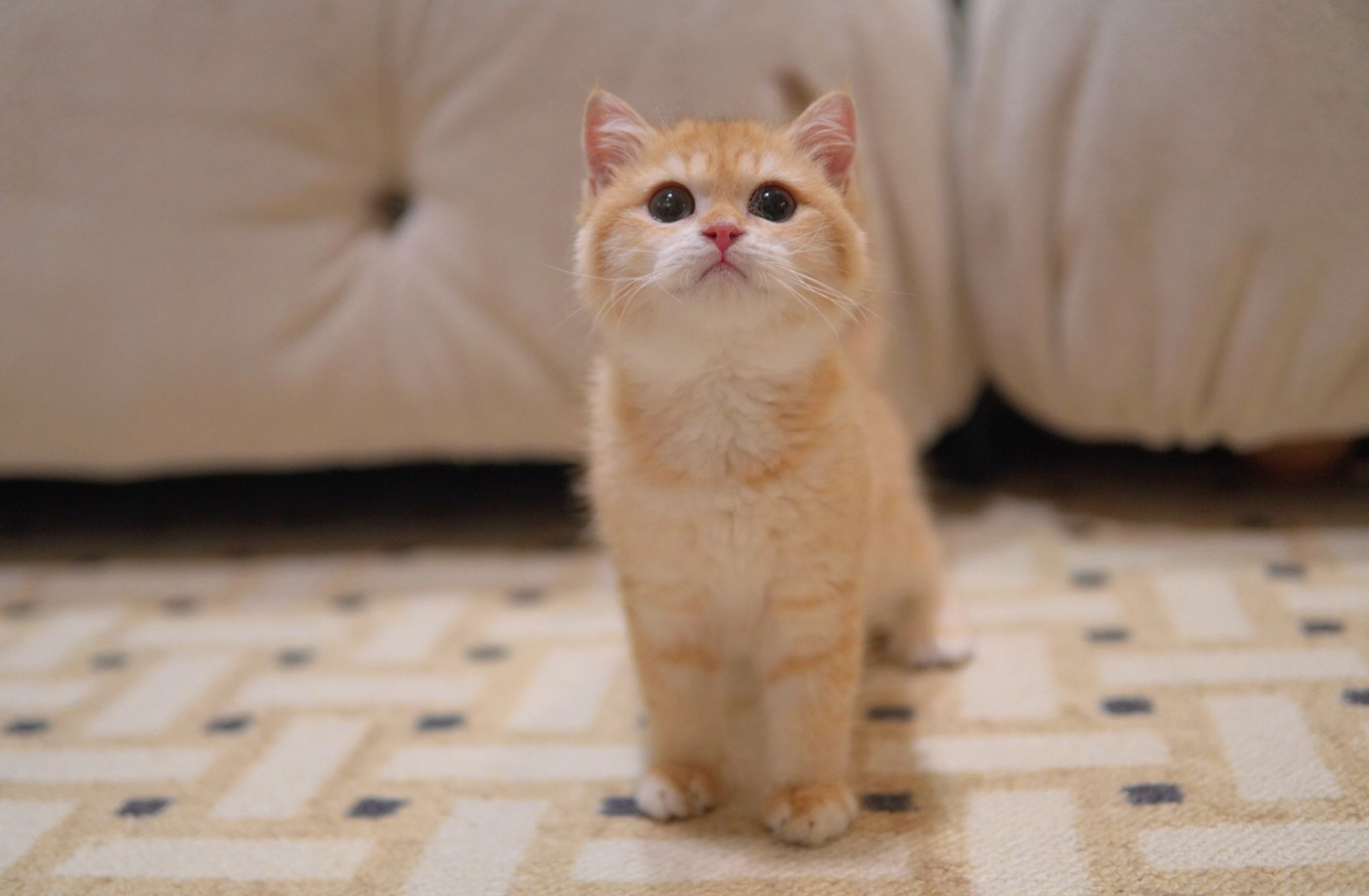 Truffle - British Shorthair