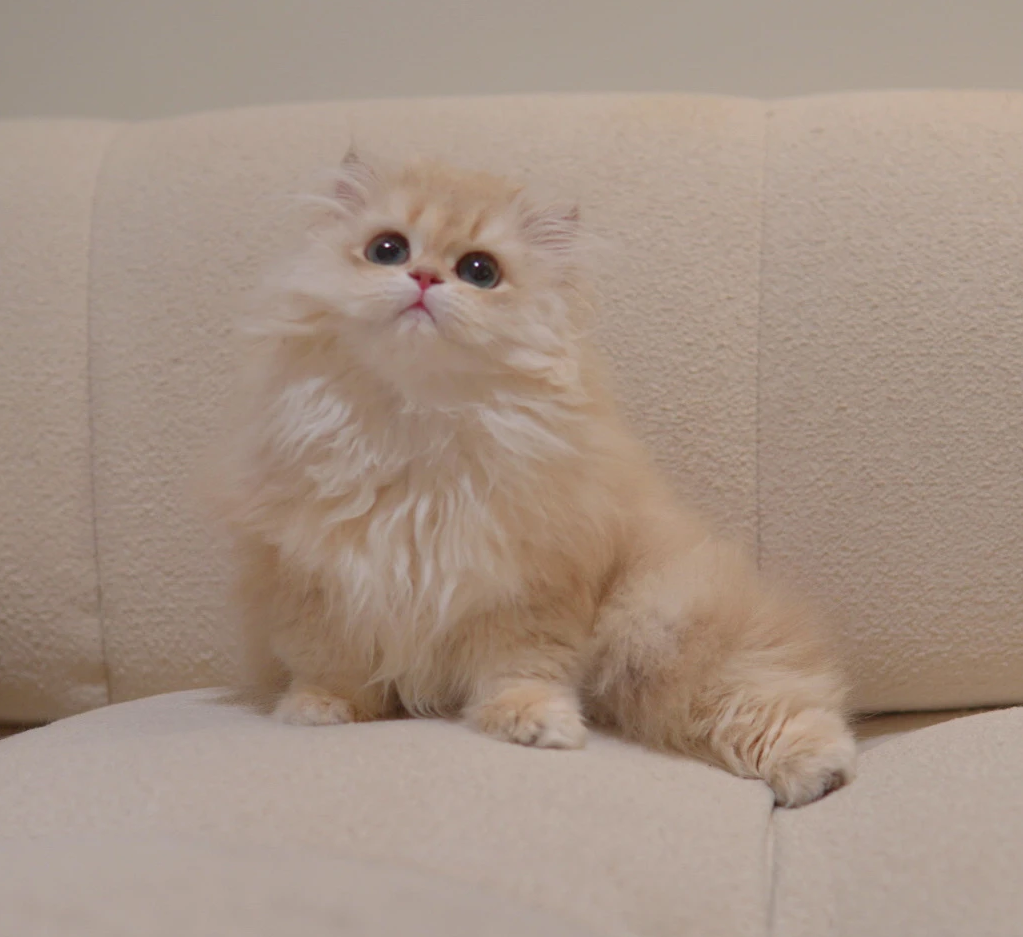 Vanilla, a British Longhair kitten. Cream Golden color, Female. Soft Cloud, Sweet