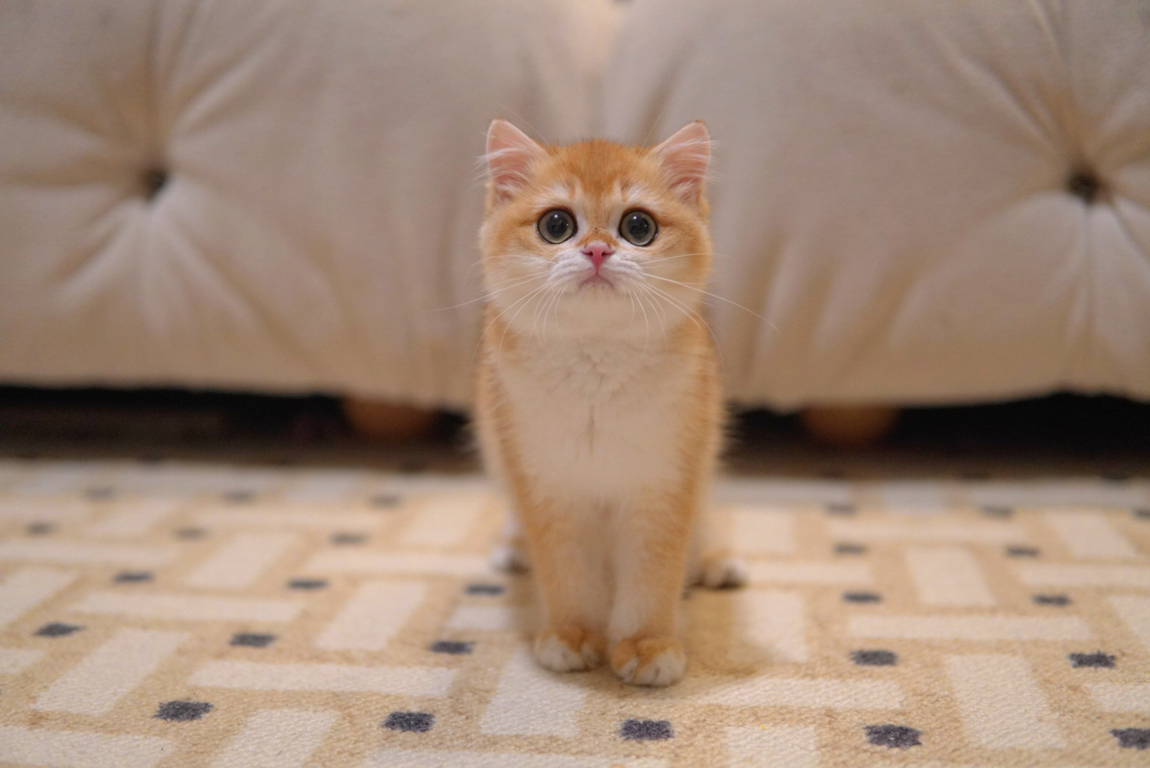 Viviane, a British Longhair kitten. Golden Shaded color, Female. Elegant Lady, Graceful