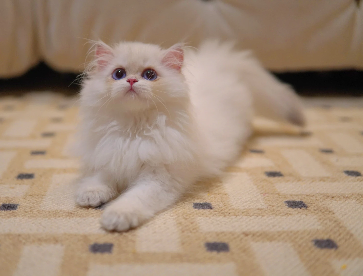 Waffles, a British Longhair kitten. Golden Tabby color, Male. Fluffy Teddy, Sweet Boy